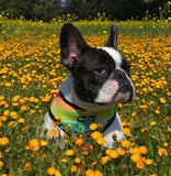 Tie-Dye For Reversible Harness